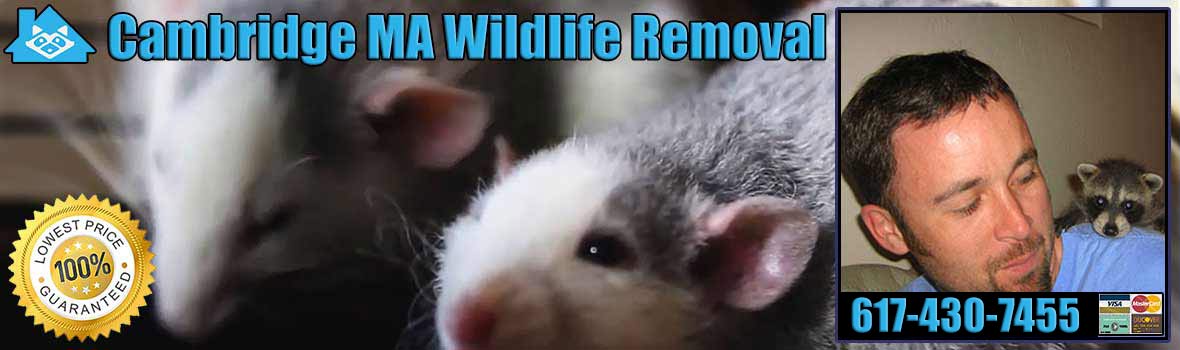 Cambridge Wildlife and Animal Removal